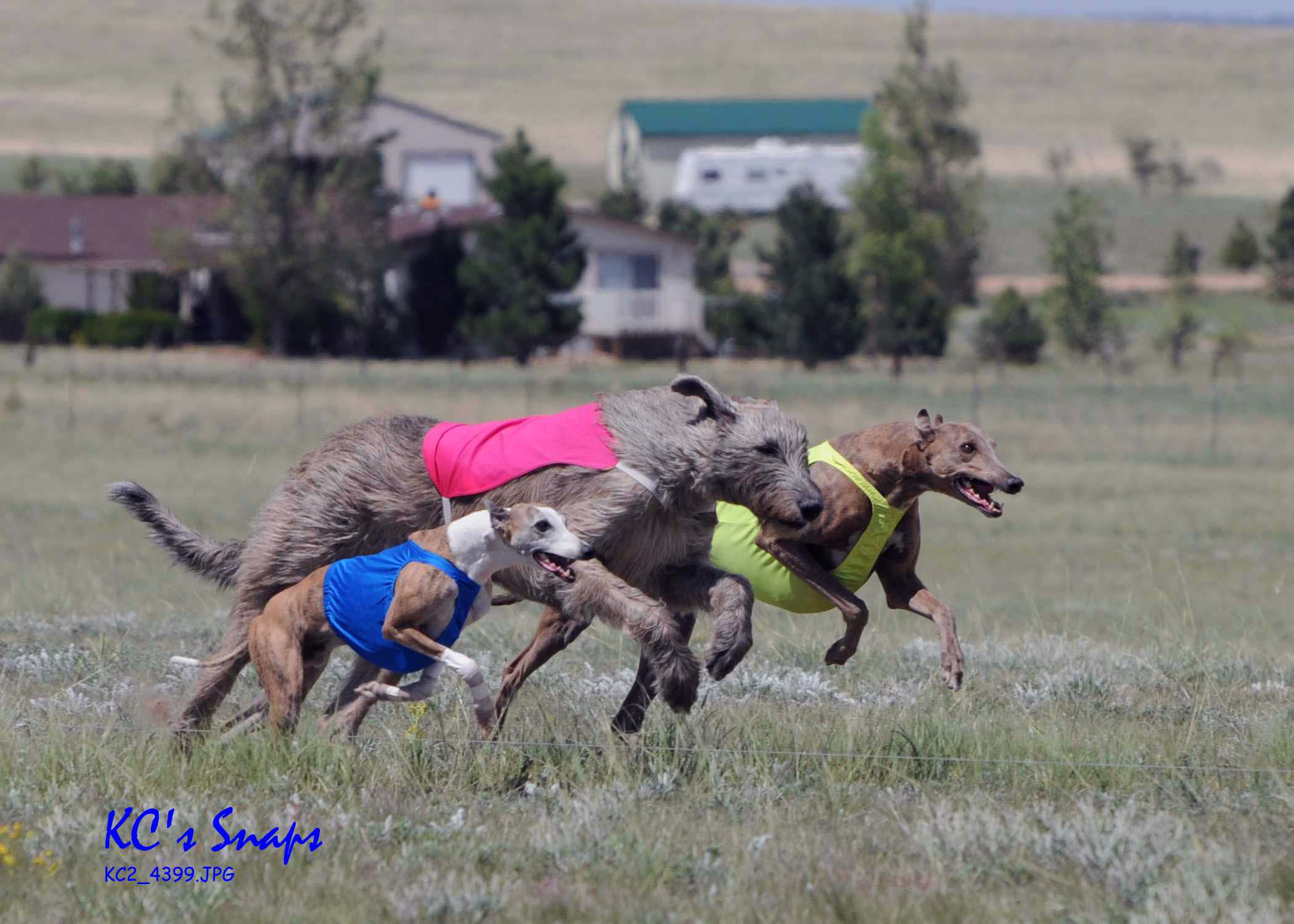Performance Events and Lure Coursing